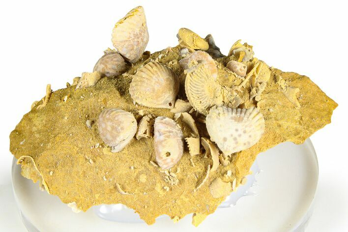 Miniature Fossil Cluster (Ammonites, Brachiopods) - France #364260